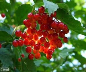 Puzzle Holly με τα κόκκινα φρούτα